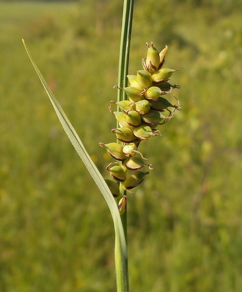 Image of Carex panicea specimen.