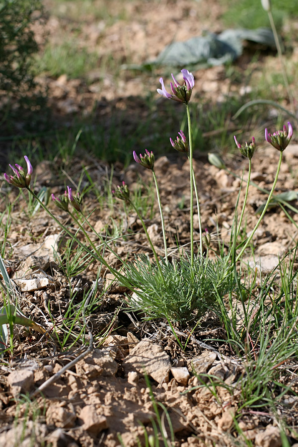 Изображение особи Astragalus kronenburgii.