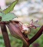 Angelica gigas. Боковой побег с развивающимся соцветием. Германия, г. Krefeld, Ботанический сад. 25.07.2013.