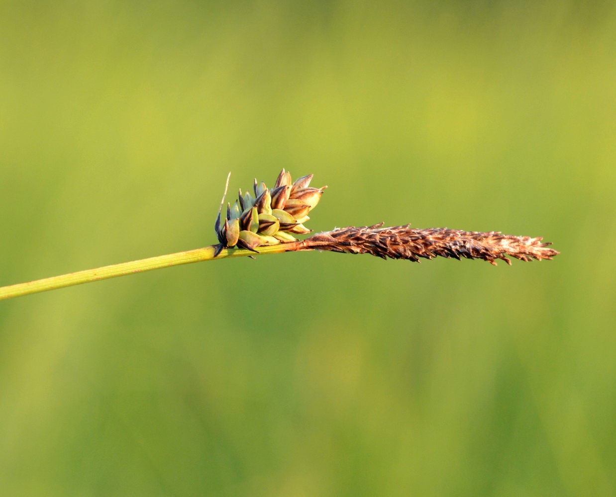 Image of Carex meyeriana specimen.