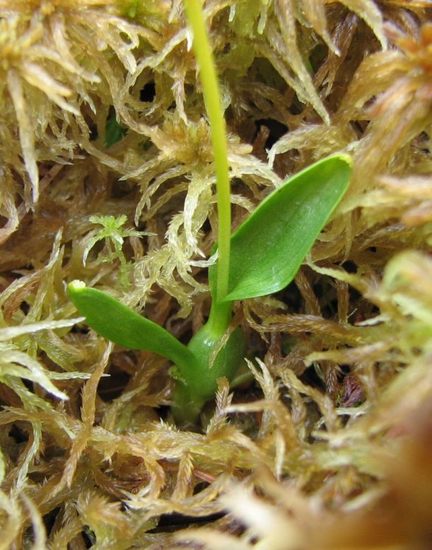 Image of Hammarbya paludosa specimen.