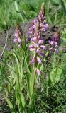 Смотреть изображение Polygala comosa