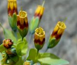 Cerinthe glabra подвид caucasica