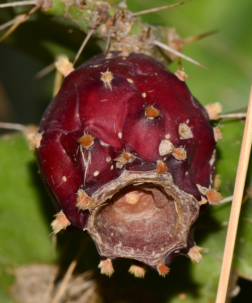 Image of Opuntia cochenillifera specimen.