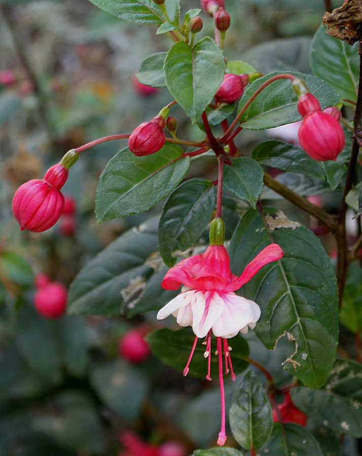 Image of Fuchsia hybrida specimen.