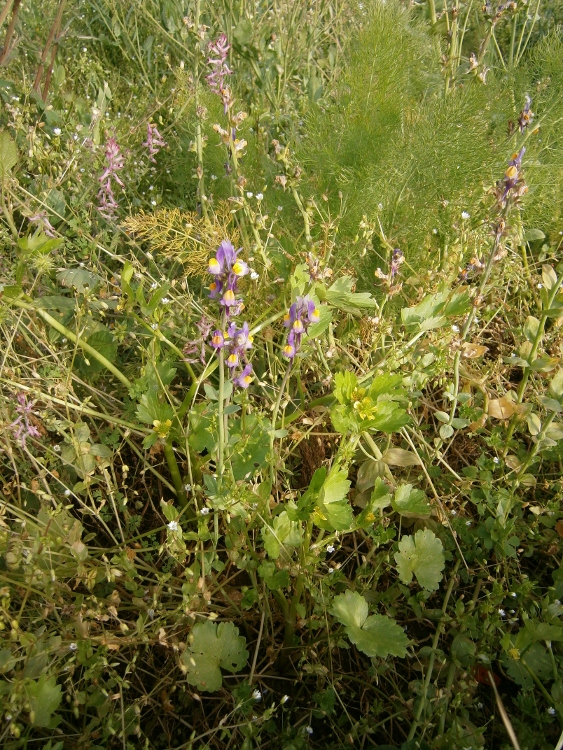 Изображение особи Linaria triphylla.