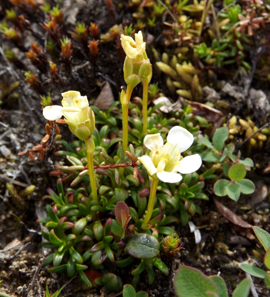 Image of Diapensia obovata specimen.