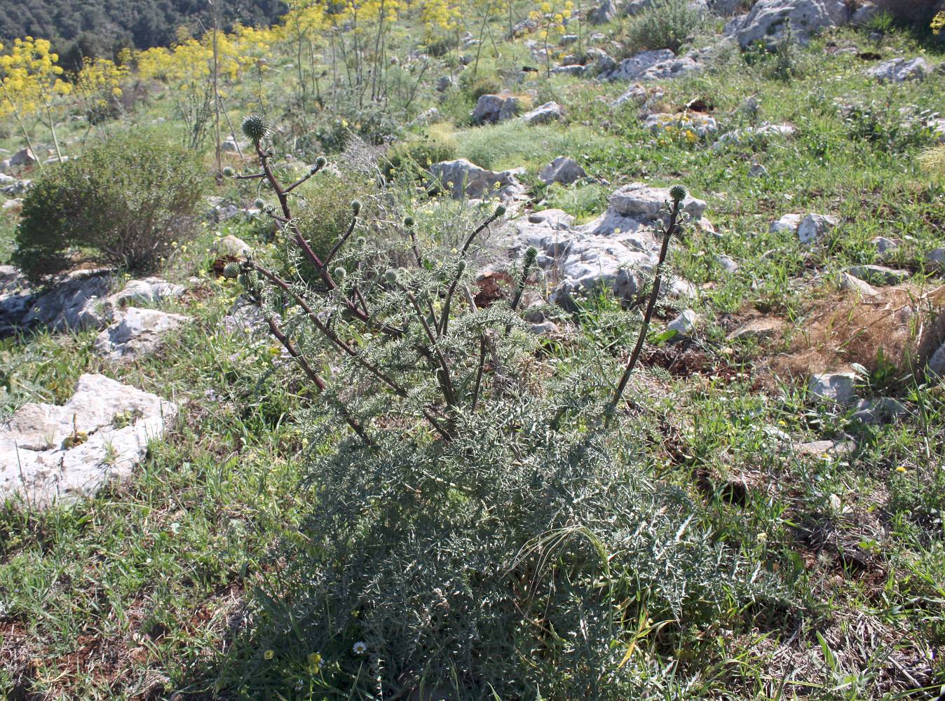 Image of Echinops spinosissimus specimen.