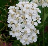 Achillea asiatica