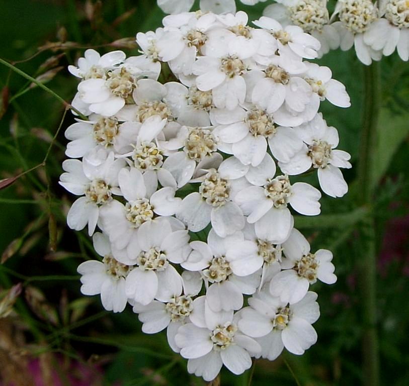 Image of Achillea asiatica specimen.