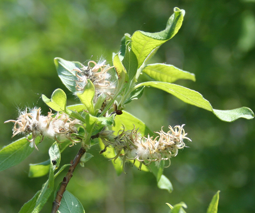 Image of genus Salix specimen.