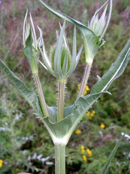 Изображение особи Dipsacus laciniatus.