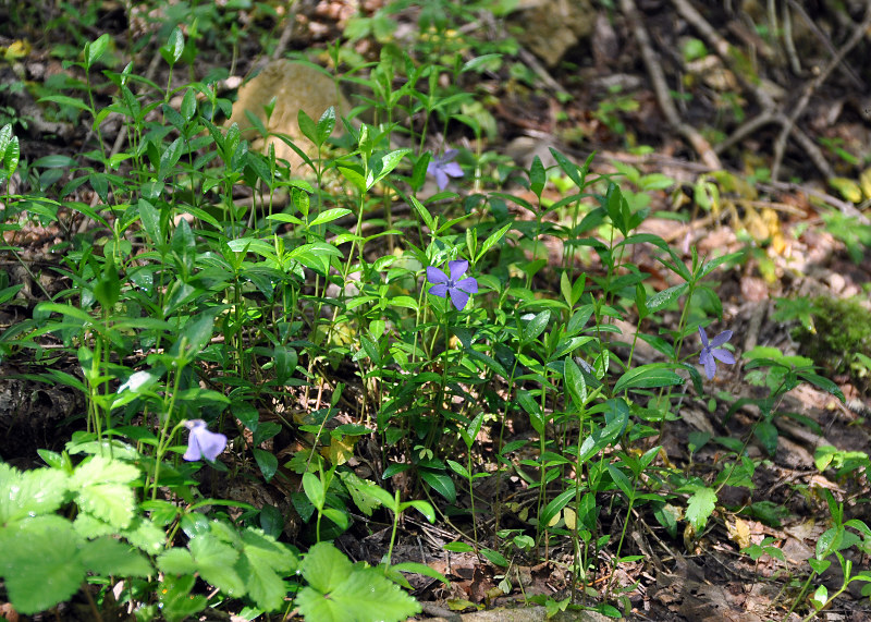 Image of Vinca minor specimen.