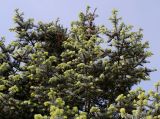 Abies concolor. Верхняя часть кроны с молодыми побегами ('Argentea'). Германия, г. Дюссельдорф, Ботанический сад университета. 04.05.2014.