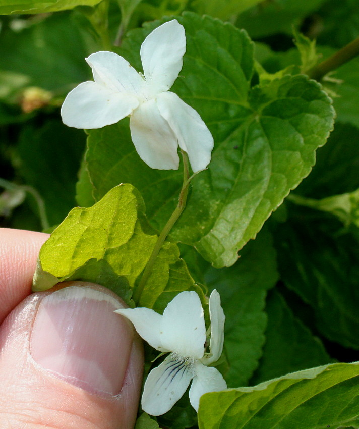 Image of genus Viola specimen.