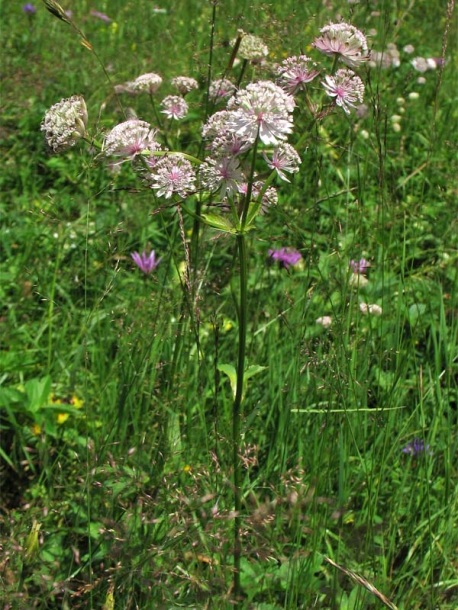 Изображение особи Astrantia major.