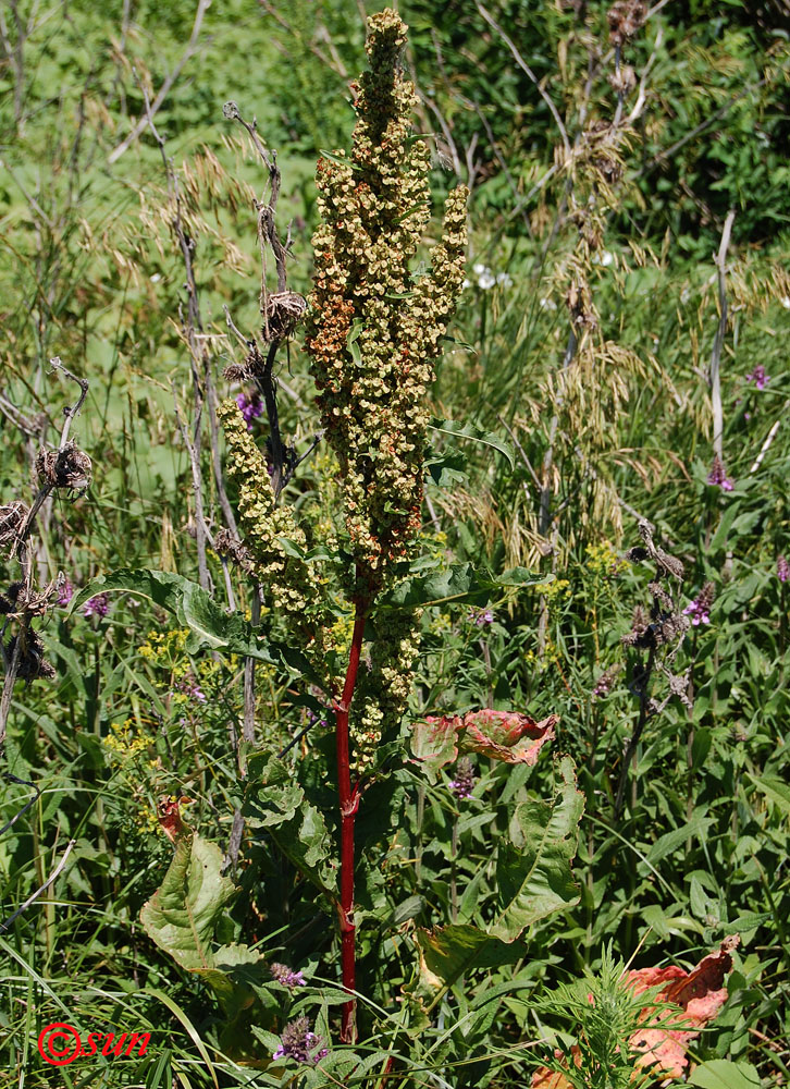 Изображение особи Rumex patientia ssp. orientalis.