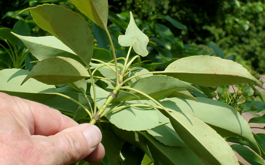 Изображение особи Trochodendron aralioides.