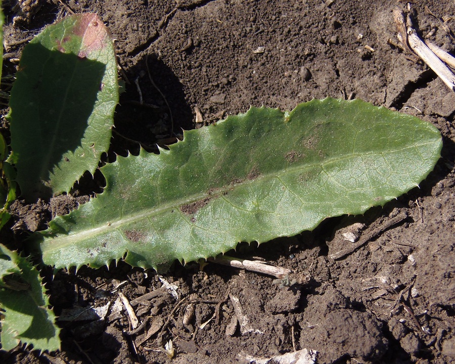 Image of Sonchus arvensis ssp. uliginosus specimen.