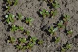 Смотреть изображение Portulaca oleracea