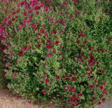Symphyotrichum novae-angliae. Цветущие растения. Германия, г. Крефельд, Ботанический сад. 06.09.2014.