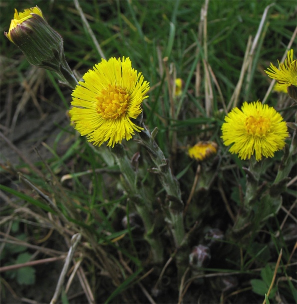 Image of Tussilago farfara specimen.