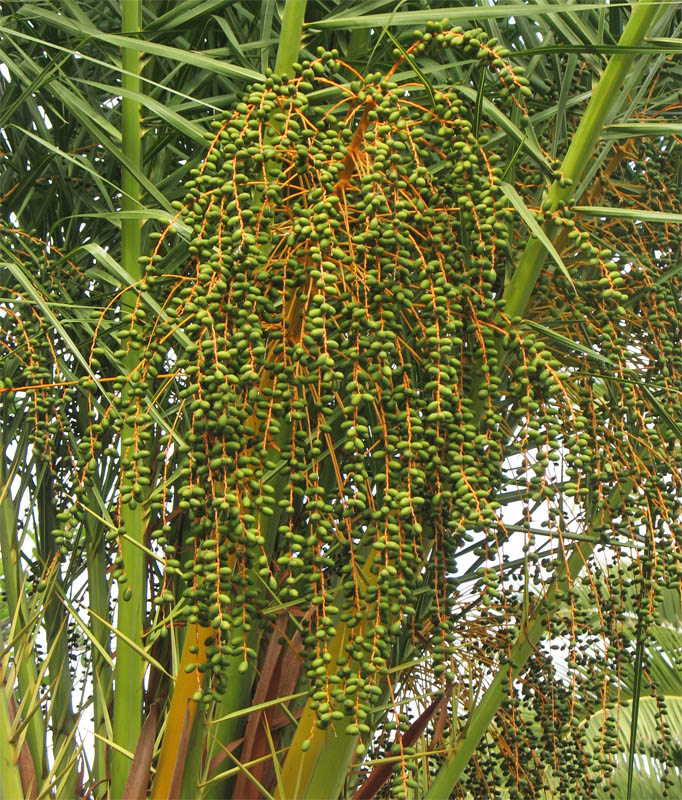 Image of Phoenix canariensis specimen.