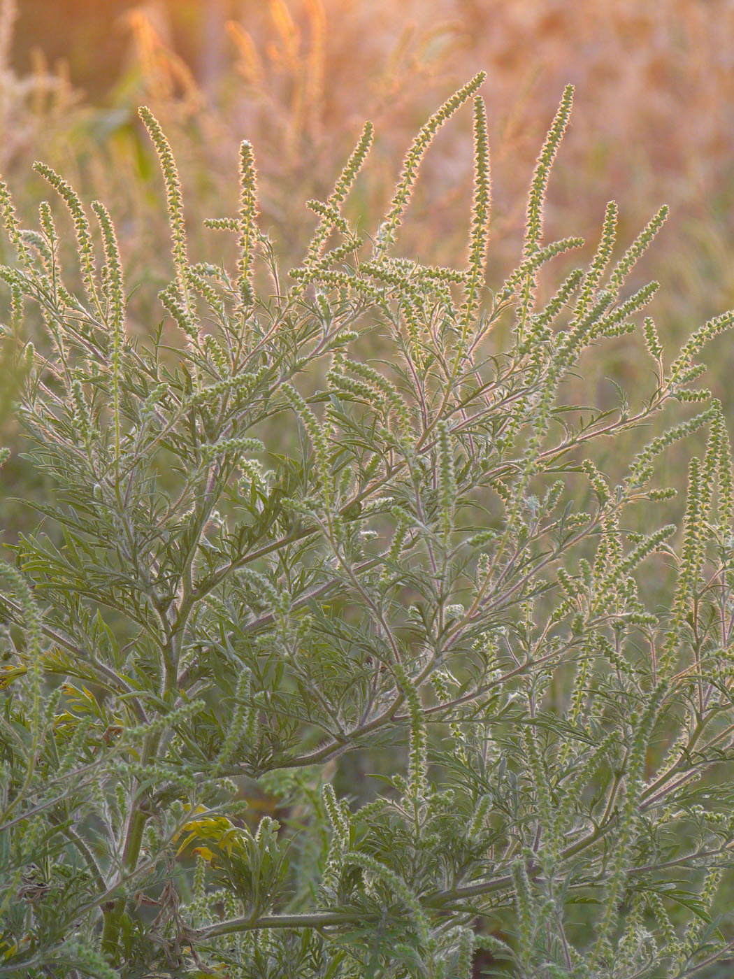 Image of Ambrosia artemisiifolia specimen.