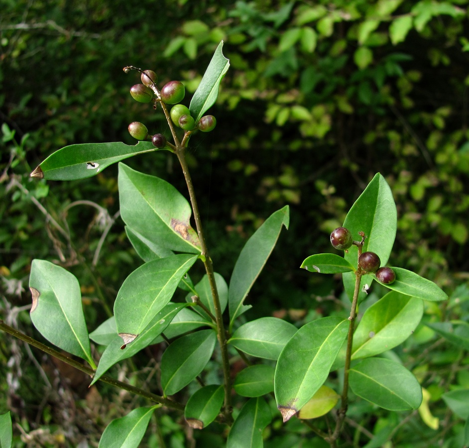 Image of Ligustrum vulgare specimen.