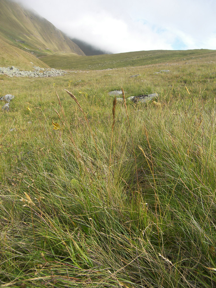 Image of Helictotrichon adzharicum specimen.