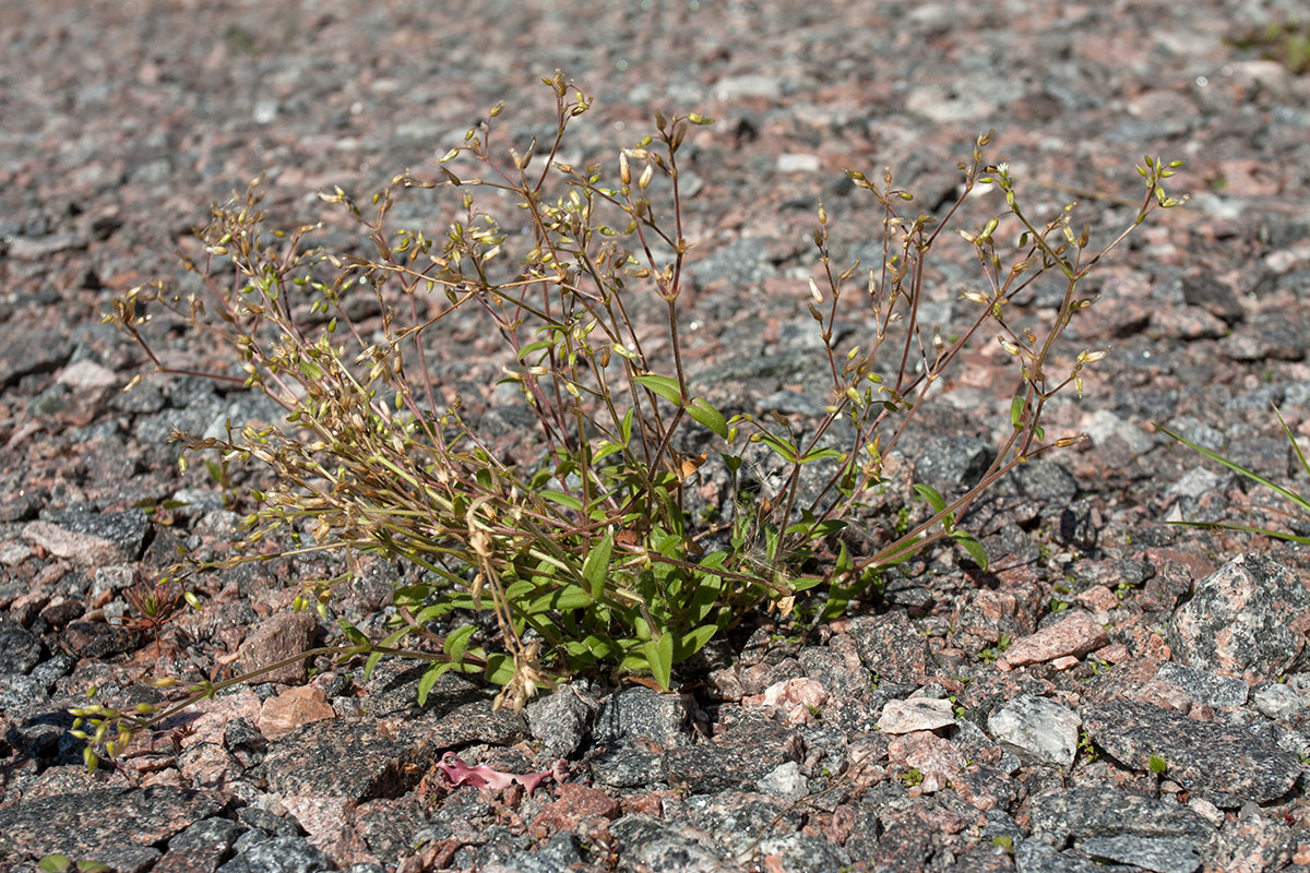 Изображение особи Cerastium holosteoides.