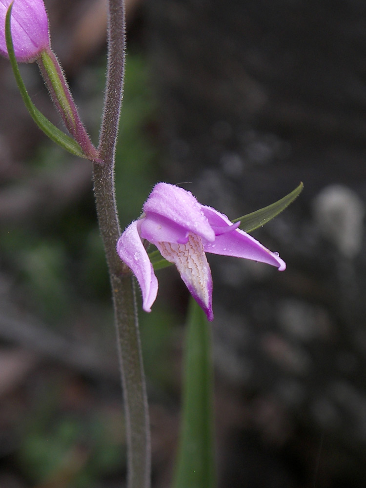 Image of Cephalanthera rubra specimen.