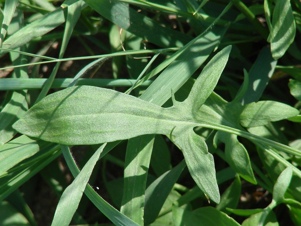 Image of Rumex acetosella specimen.