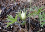 род Pulsatilla