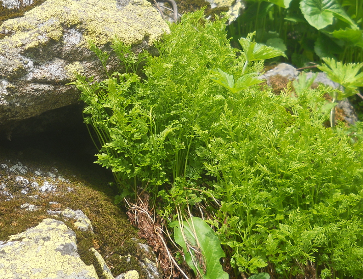 Image of Cryptogramma crispa specimen.