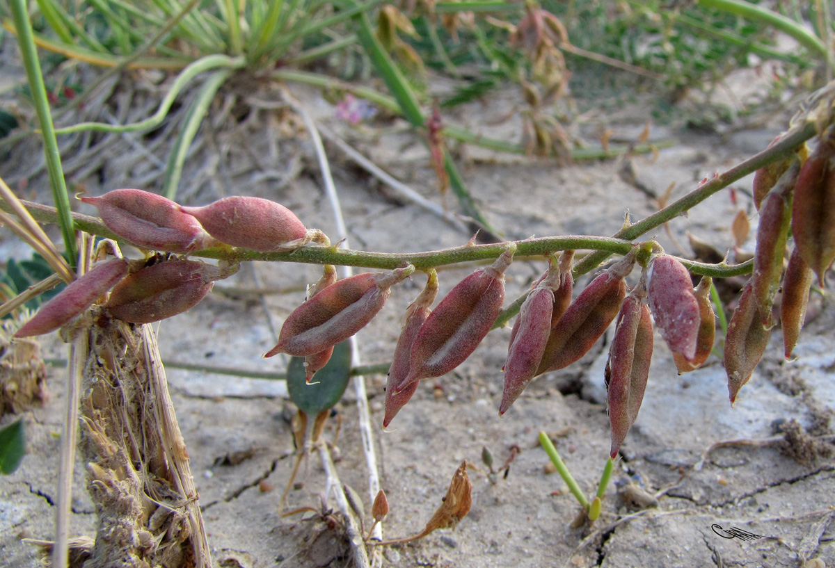 Изображение особи Oxytropis glabra.