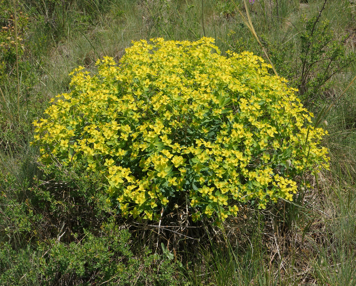 Изображение особи Euphorbia macrorhiza.