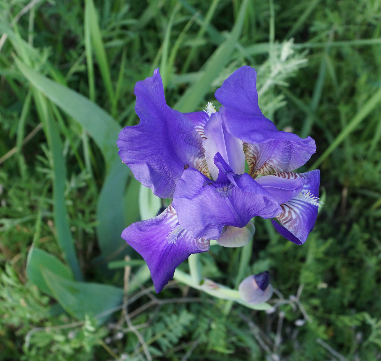 Image of Iris nyaradyana specimen.