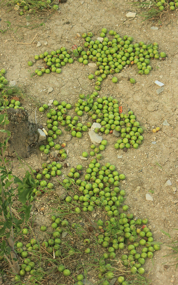 Image of Prunus cerasifera specimen.