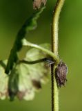 Glechoma hederacea. Часть побега с сухими плодами. Санкт-Петербург, Пискарёвский парк. 16.09.2009.