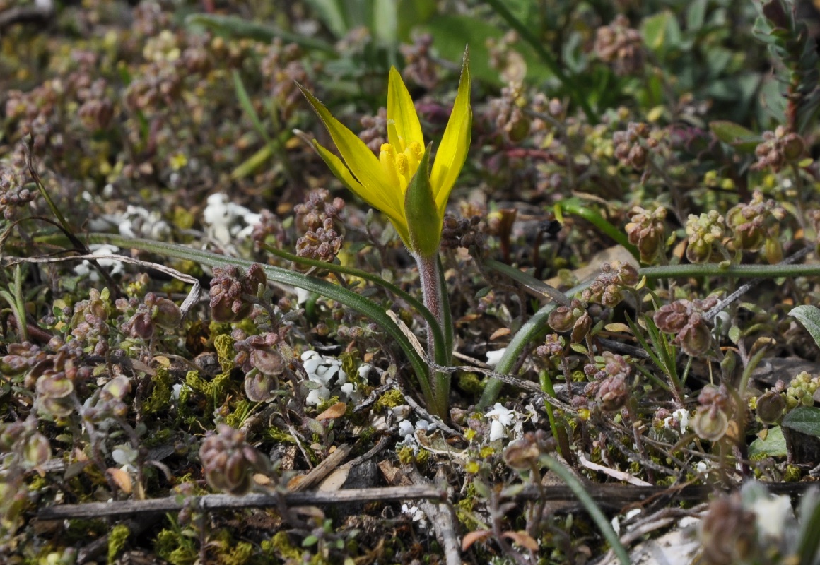 Image of genus Gagea specimen.