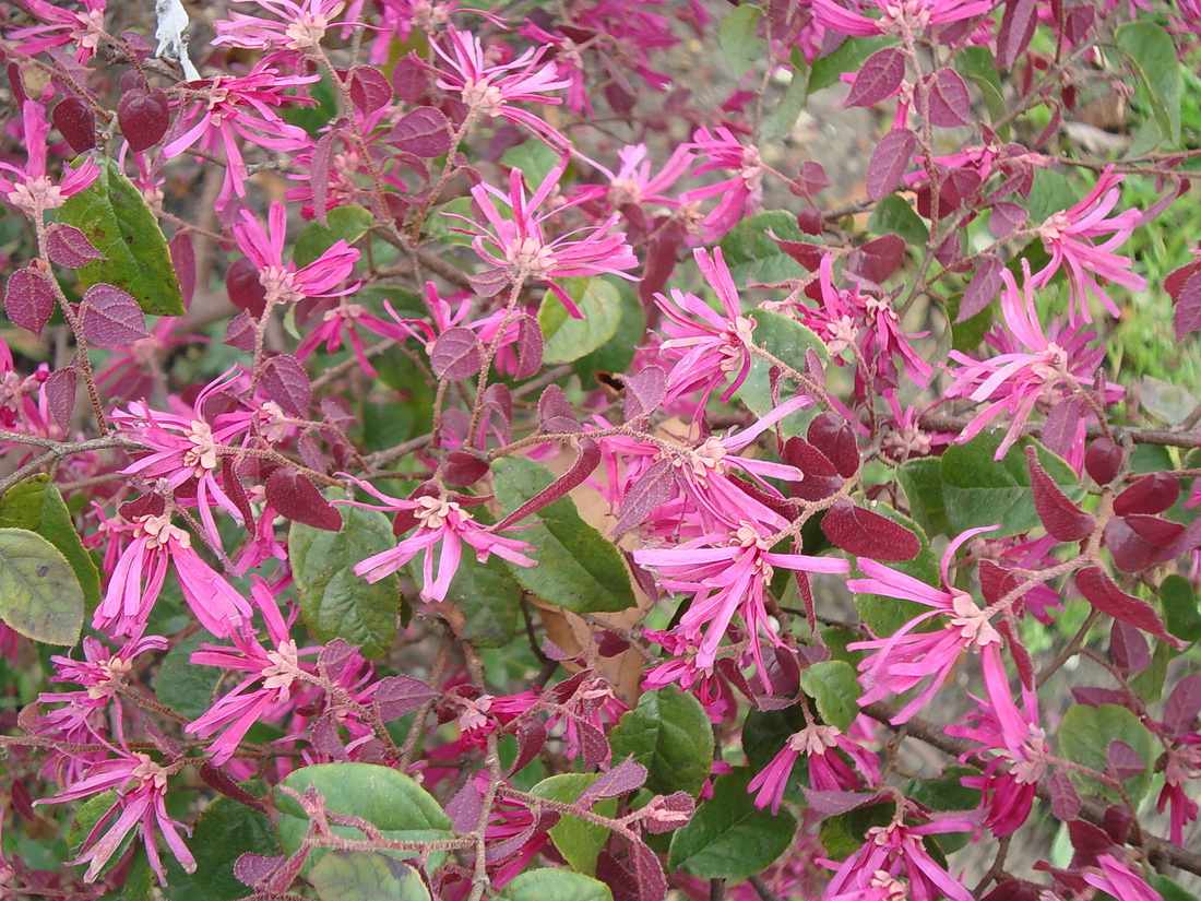 Image of Loropetalum chinense var. rubrum specimen.