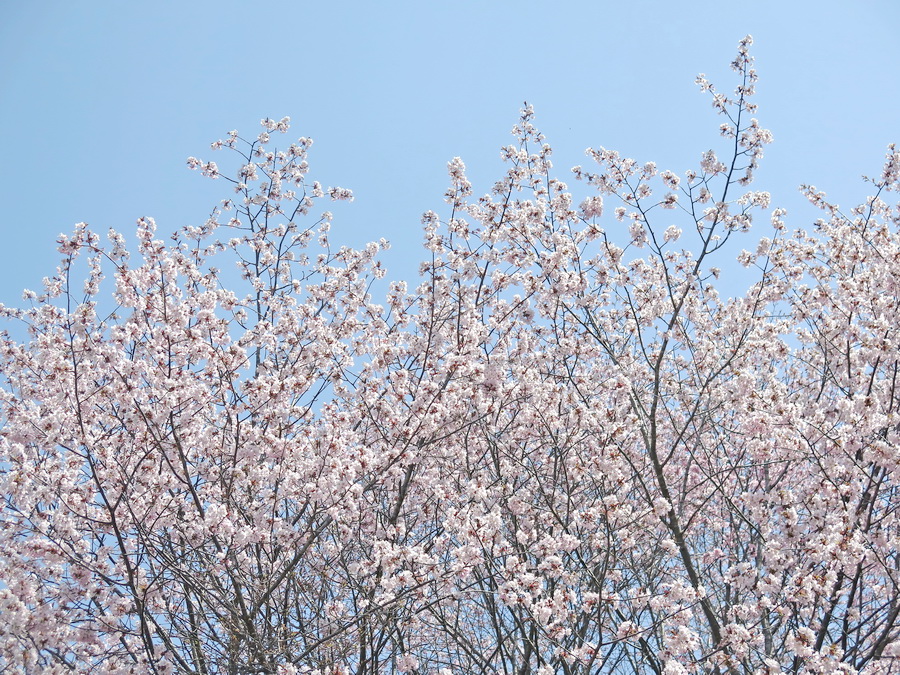 Изображение особи Cerasus sachalinensis.