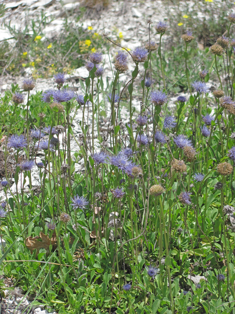 Image of Globularia trichosantha specimen.