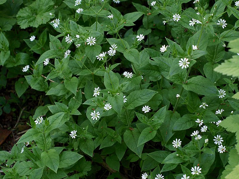 Image of Stellaria nemorum specimen.