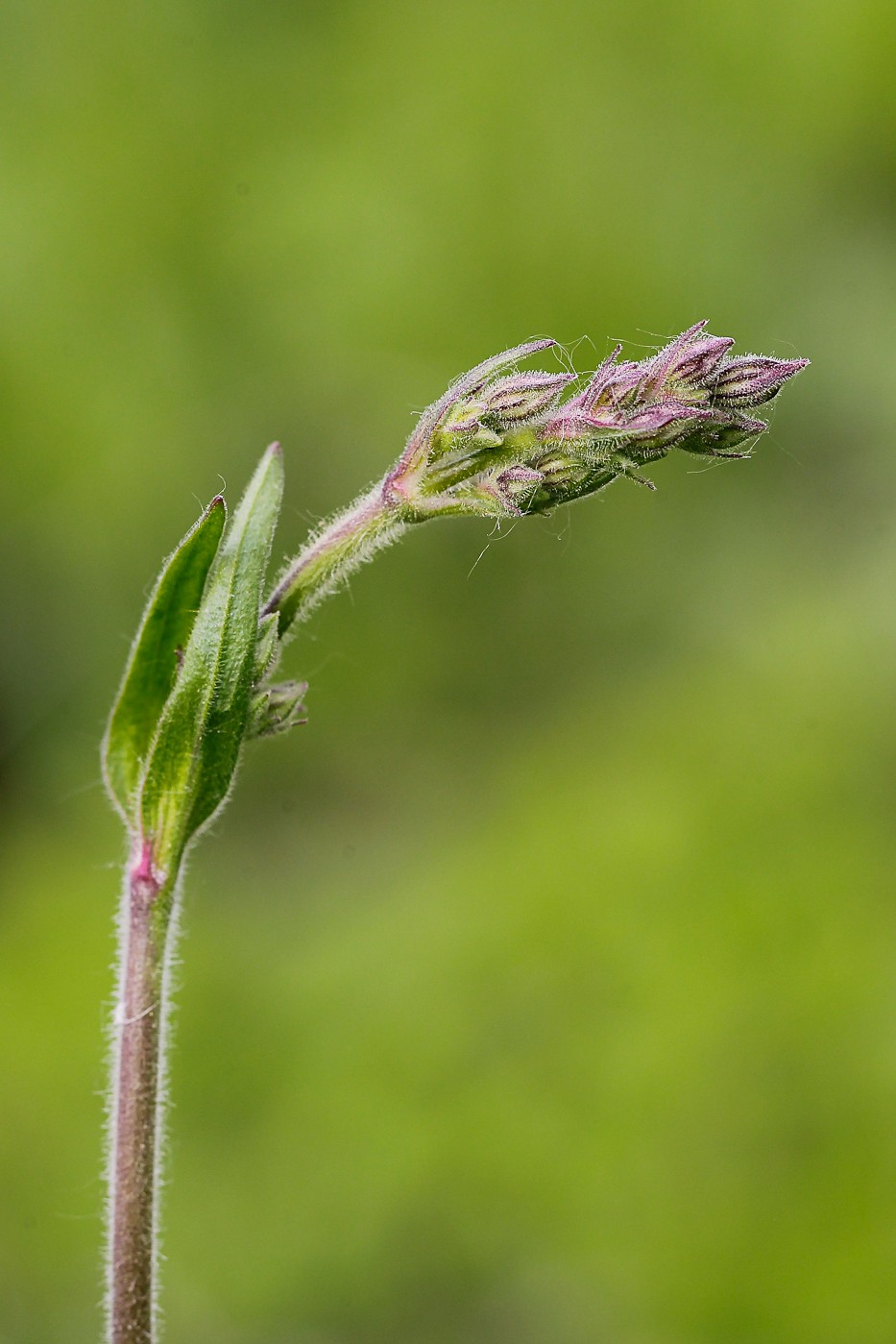 Изображение особи Silene nutans.