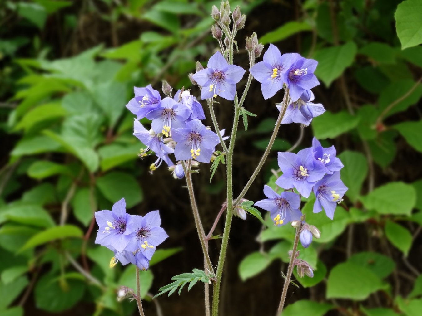 Image of genus Polemonium specimen.