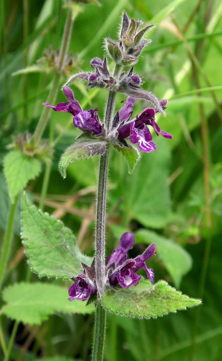 Изображение особи Stachys sylvatica.