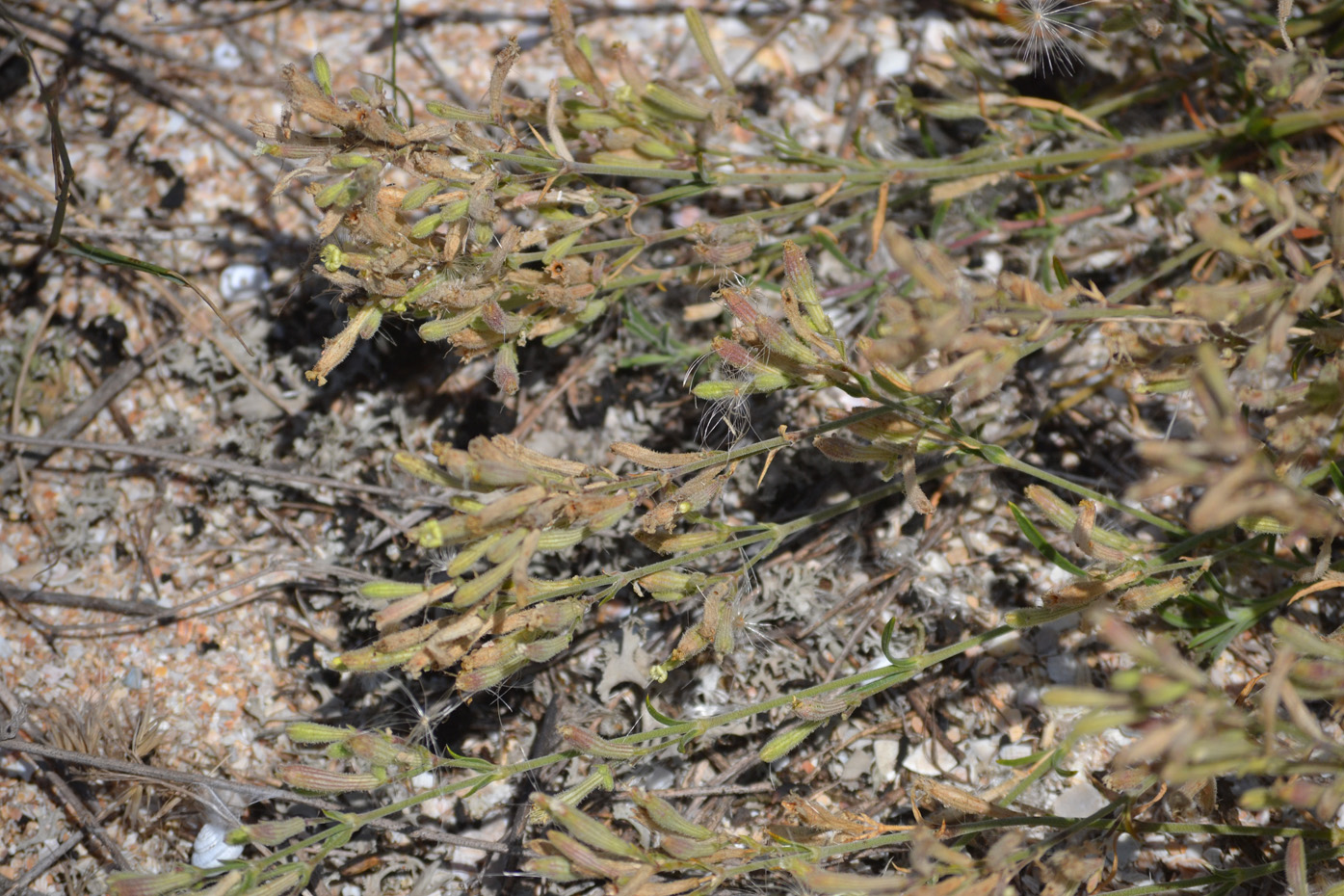 Image of Silene thymifolia specimen.