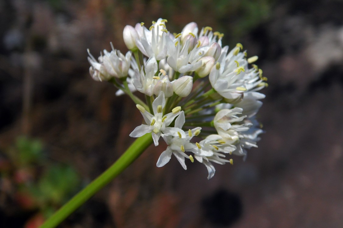 Изображение особи Allium denudatum.